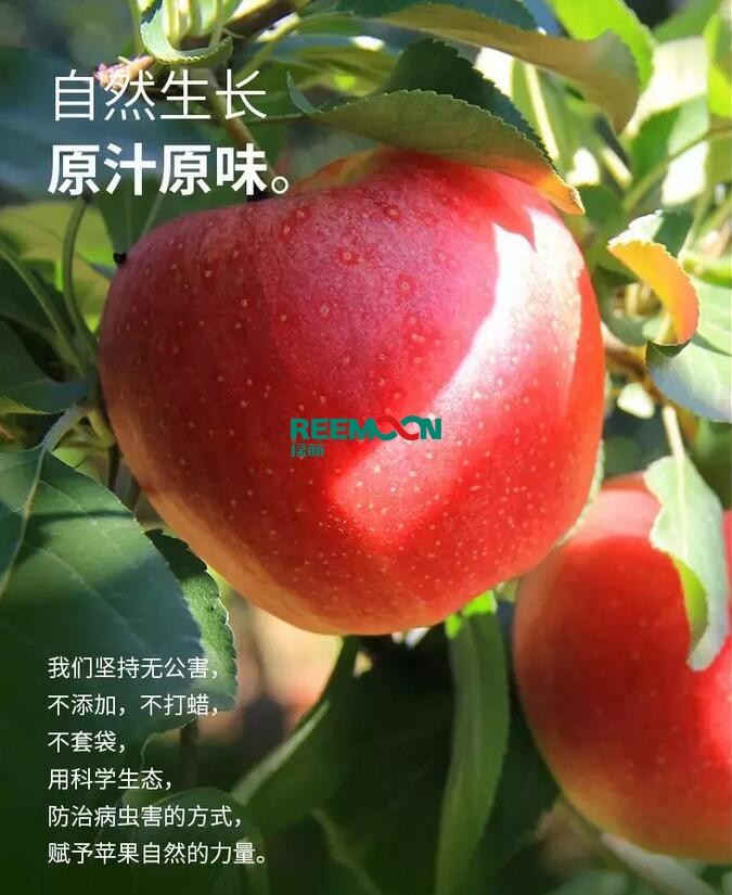 昭通蘋果：依靠短根莖種植和數(shù)字分揀技術(shù)帶動蘋果產(chǎn)業(yè)標(biāo)準(zhǔn)化在推動蘋果產(chǎn)業(yè)發(fā)展的過程中，昭通始終把加強企業(yè)領(lǐng)導(dǎo)力作為一個有力的切入點。為此，引進(jìn)陜西海生、SDIC中路、一寶、華師天農(nóng)等30多家企業(yè)，打造冷鏈物流市場，對蘋果進(jìn)行深加工，建立物聯(lián)網(wǎng)和大數(shù)據(jù)聯(lián)合應(yīng)用平臺，追蹤蘋果生產(chǎn)全過程。已成為華南地區(qū)最