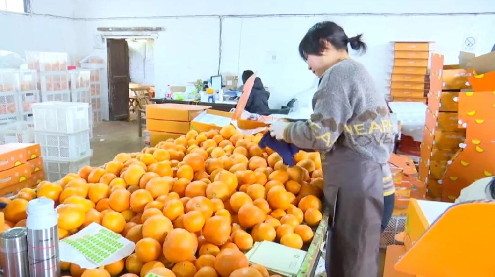 水果分選，提高效益！浙江溫嶺建成首條水果無損檢測分級流水線 眼下正是柑橘名果“紅美人”大批量上市期。這幾日，東浦農(nóng)業(yè)開發(fā)有限公司東浦現(xiàn)代農(nóng)業(yè)產(chǎn)品中心正在調(diào)試我市首條水果無損檢測分級流水線。該流水線不僅能區(qū)分果實大小、輕重，還能通過激光、紅外光譜，分辨出果實有無擦傷等瑕疵