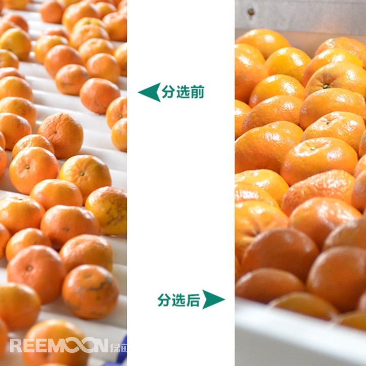 桂林興安引入綠萌沃柑智能分選線，給沃柑“做CT”，實現(xiàn)自動化、智能化分揀，讓效率翻一番、效益翻一番。嚴格把控沃柑品質，持續(xù)為消費者輸送質量穩(wěn)定的成品。