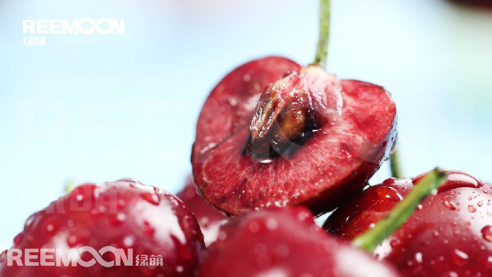 據(jù)新華社智利圣地亞哥3月24日電，智利水果生產(chǎn)商協(xié)會24日發(fā)布數(shù)據(jù)顯示，在剛剛結束的2020年至2021年櫻桃出口季中，智利櫻桃出口超過35萬噸，同比增長54.4%，其中對華出口超過32萬噸，同比增長55%。 在智利水果生產(chǎn)商協(xié)會24日舉行的櫻桃出口情況在線分析會上，鮮果出口行業(yè)分析師貢薩洛·薩利納斯表示，由于種植面積連年增加