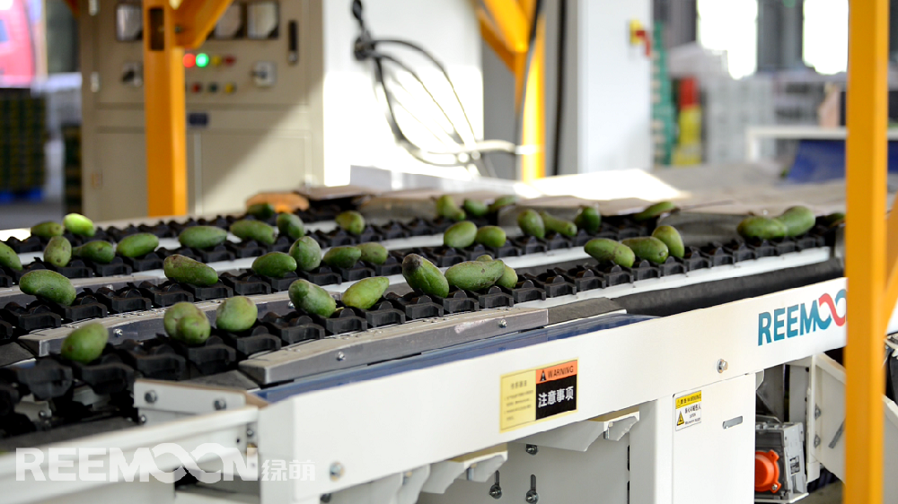 據(jù)ASIAFRUIT亞洲水果報道，貴妃芒本季有望迎來日本市場的開放。眾所周知，水果出口的門檻更高。人工分揀充滿主觀性和不確定性，靠人工分揀無法滿足出口的標準，一臺能夠準確檢測水果各項指標的分選機對于出口水果的檢測顯得尤為重要。綠萌（REEMOON ）創(chuàng)立于2001年，依托于中國科學院及華中農(nóng)業(yè)大學，專注