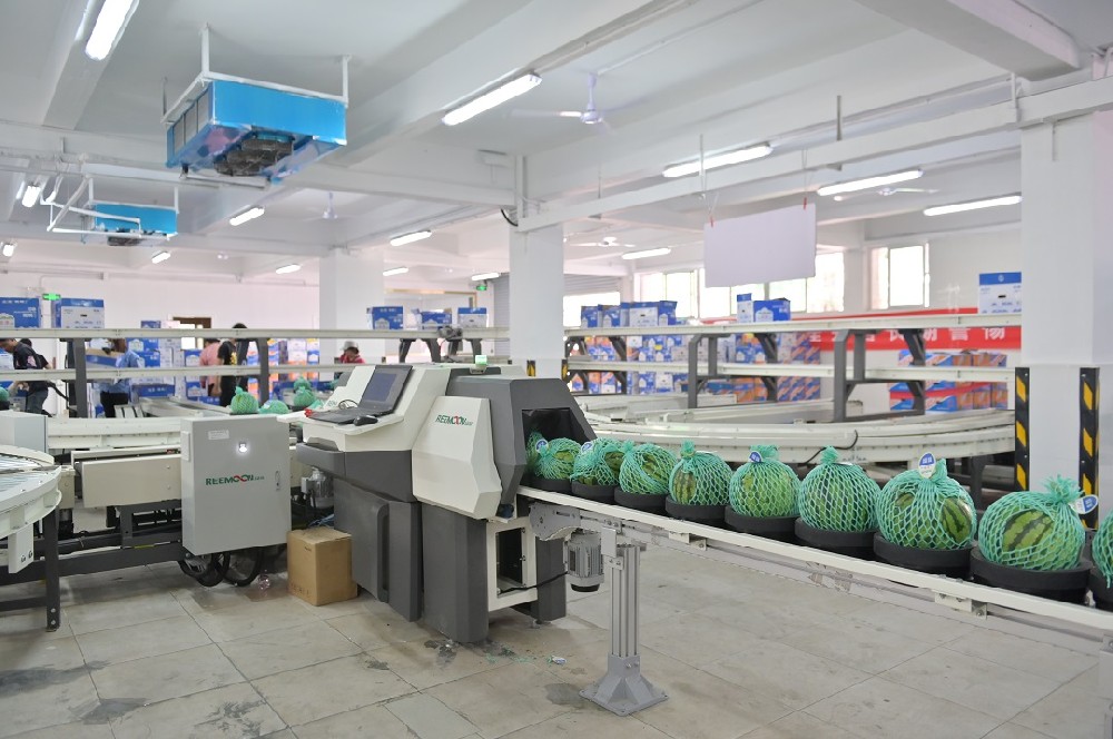 深圳市金津農產品有限公司（以下簡稱金津）經過十多年的發(fā)展，已成為同行業(yè)內具有強大實力的農業(yè)產業(yè)化公司，是國內少有的精品瓜品牌。憑借過硬的品質，進駐一線優(yōu)質售賣渠道。偶然的一次種瓜，帶來豐收的意外之喜2007年，試種帥童西瓜，在香港市大賣，一時供不應求，金津開始規(guī)?；N植。擴大供應基地，實現周年供