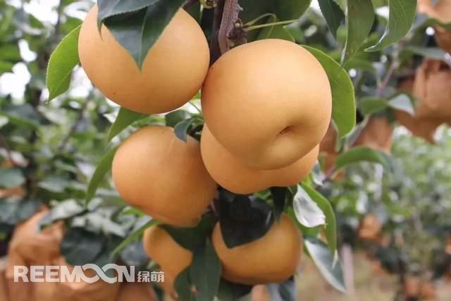 蘋果和梨作為我國的傳統(tǒng)水果，其種植面積一直很大，前者產(chǎn)量為4000多萬噸，后者產(chǎn)量近2000萬噸。只不過近年來它們的命運并不是太好，價格迎來了持續(xù)低迷。就拿蘋果來說，今年年初至今一直低迷不振，庫存蘋果5月份時已跌至5毛左右，6月份時跌到2-3毛一斤，8月份時更是以1-2毛賤價賣給榨汁廠。而受庫存蘋果的爛市，早熟蘋果價