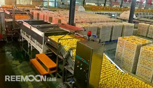 新一季的檸檬于九月中旬上市，采摘季將持續(xù)到十二月底結(jié)束。今年檸檬的品質(zhì)比往年更好，但產(chǎn)量較降低了近40%。王國龍是重慶匯達檸檬科技集團有限公司的銷售經(jīng)理，他首先介紹了產(chǎn)地方面的情況，“一方面，受低溫霜凍和春旱天氣影響，部分果樹被凍。另一方面，疫情之下，一些基地的管理水平跟不上，這也導(dǎo)致本季產(chǎn)量有所降低。