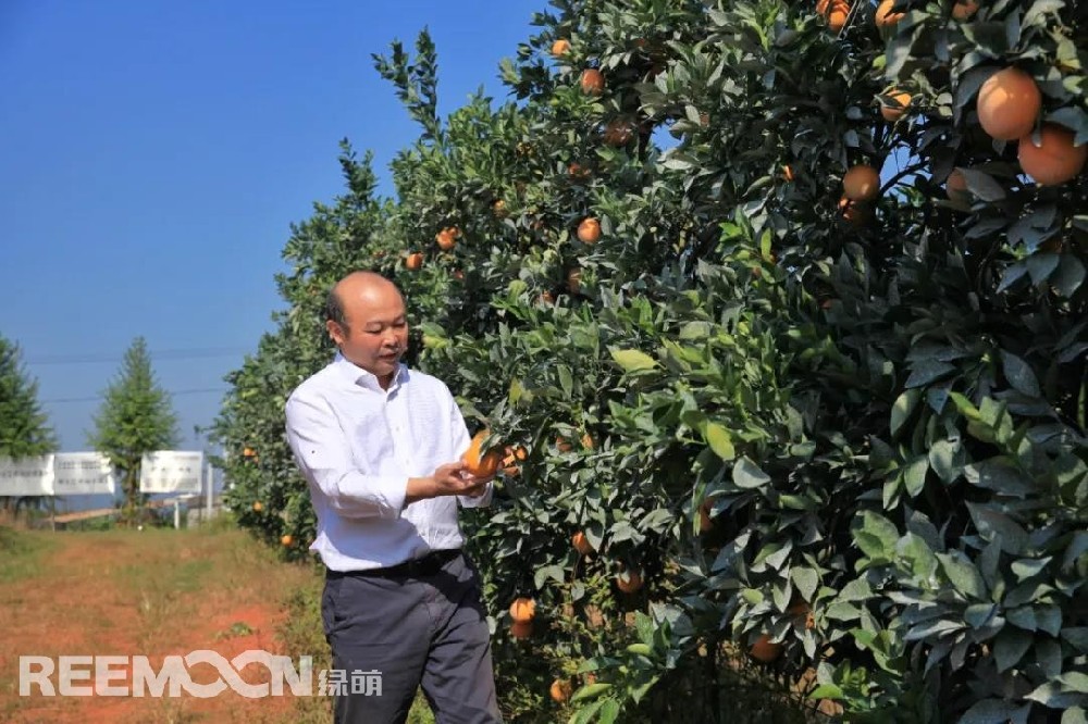 江西綠萌科技控股有限公司董事長朱壹我是第3次造訪綠萌位于江西省信豐縣大阿鎮(zhèn)的現(xiàn)代農(nóng)業(yè)科技示范基地。與前幾次來的時(shí)間不同，這趟過來恰逢果實(shí)成熟期。我們品嘗了幾個(gè)品種，口感都非常好。尤其是我最愛的“雞尾葡萄柚”，糖度普遍在13%以上，風(fēng)味令人記憶深刻?！艾F(xiàn)在除了臍橙和‘雞尾葡萄柚’，還有其他適合的品種
