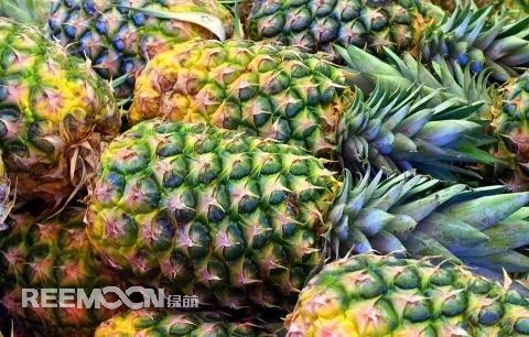 即將到來的3-5月是菠蘿大量成熟的季節(jié)，但是本月中旬已有幾十家采購商應(yīng)邀前往徐聞考察，帶動(dòng)起一波菠蘿采購潮。2月12日，徐聞縣向全球采購商發(fā)出《來自“菠蘿的?！钡男拧芬l(fā)熱烈反響。十多家境內(nèi)外媒體紛紛轉(zhuǎn)發(fā)點(diǎn)贊，不少外地采購商“搶鮮”登門。短短3天時(shí)間，已經(jīng)有來自遼寧、山東、山西、陜西、四川、河南、上海等地的