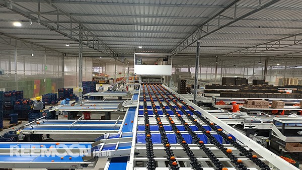 秋意漸濃, 橘香四溢。秘魯最大的冷庫制造商Friopacking投資新建的加工廠里熱鬧不凡，綠萌Fruscan S7柑橘分選設(shè)備正火力全開。據(jù)悉，F(xiàn)riopacking投資的公司Packing del Carmen主要加工柑橘和牛油果。與綠萌的結(jié)緣也是得益于南非與智利客戶的大力推薦。在經(jīng)過與多家分選設(shè)備生產(chǎn)商比對(duì)以及與綠萌工程師溝通后，Packing del Ca