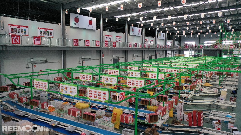 6月11日，走進(jìn)洛川縣蘋果現(xiàn)代產(chǎn)業(yè)園區(qū)，在延安自然搭檔農(nóng)業(yè)發(fā)展有限公司智能分選車間，機械轟鳴，人頭攢動，幾十名工人有條不紊地在分選線上忙碌著。一個個色澤紅潤、大小勻稱的蘋果，正通過圓形硅膠托盤運上智能選果線，經(jīng)過檢測通道依次歸位，按照重量、甜度等被分成數(shù)個等級。工人們麻利地把分級后蘋果擺放至果箱內(nèi)，進(jìn)行