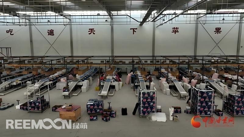“這個(gè)綠萌‘呵福式’智能四通道一體自動化分揀包裝生產(chǎn)線剛安裝上就投入使用，高效便捷。幫我們完成對尼泊爾出口的300噸蘋果分揀包裝?！膘o寧蘋果產(chǎn)地冷鏈物流園運(yùn)營團(tuán)隊(duì)負(fù)責(zé)人孫杰錕在剛剛建成投入使用的分選車間邊忙向記者解說?！澳壳熬头謷囬g創(chuàng)造就業(yè)崗位三百多個(gè)，其中包裝工約300人、檢果工50人、裝卸工20人，為周