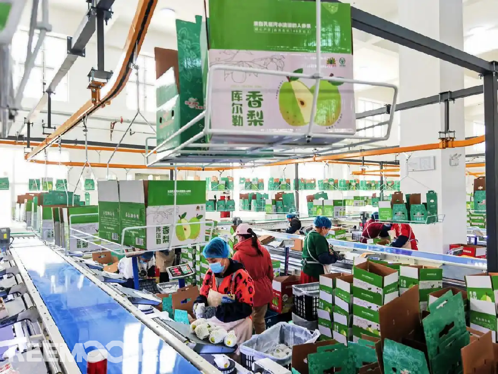 每個(gè)香梨都被放在專屬的小托盤里，從傳送帶上“走”到電腦稱重的“過道”里，被分為180克以上、160克至180克、140克至160克、120克至140克、100克至120克等各個(gè)規(guī)格，分為不同級別后，一個(gè)個(gè)香梨“躺”著被電腦指令輸送到不同的級別通道中，順著傳送帶就送到了包裝工人的手邊，他們再一個(gè)個(gè)套上保鮮紙和發(fā)泡網(wǎng)，頭頂上傳送的
